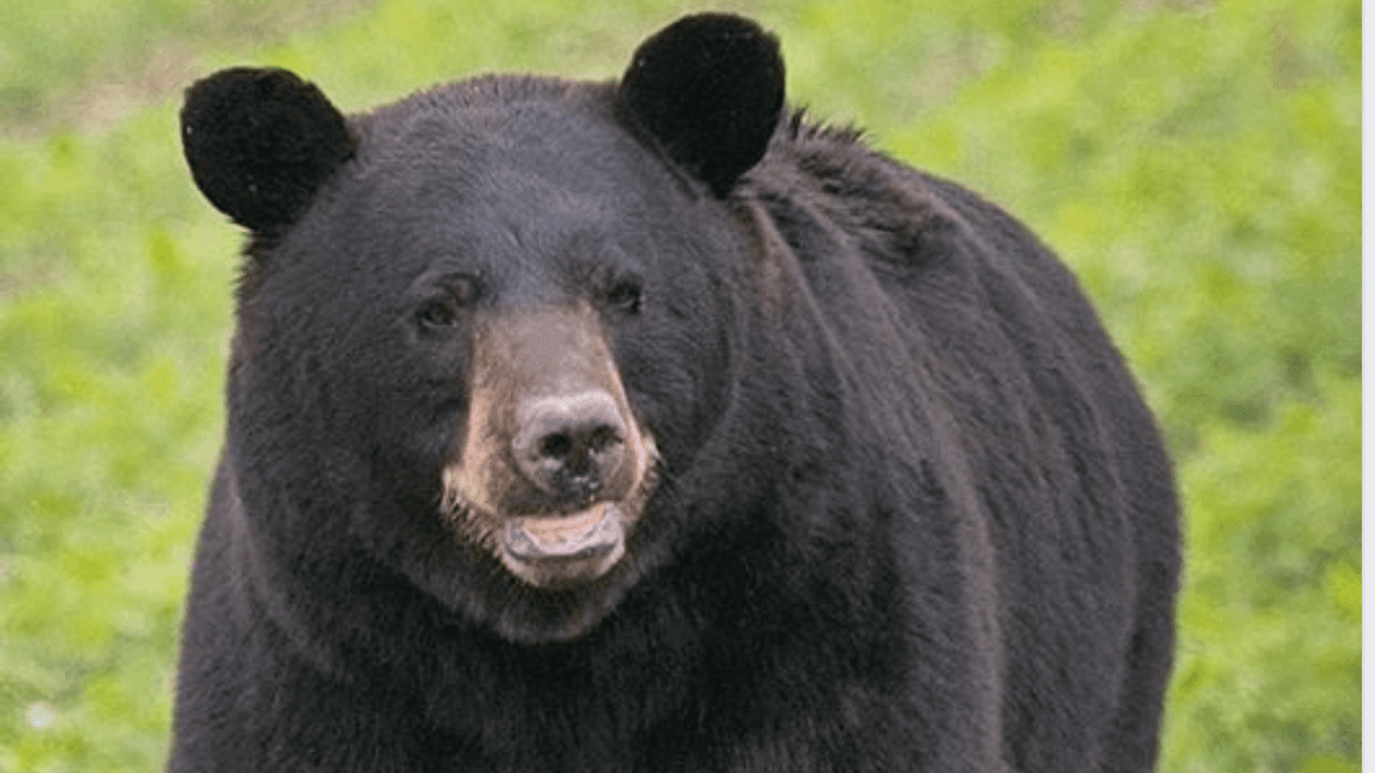 Bear sighting in Missouri
