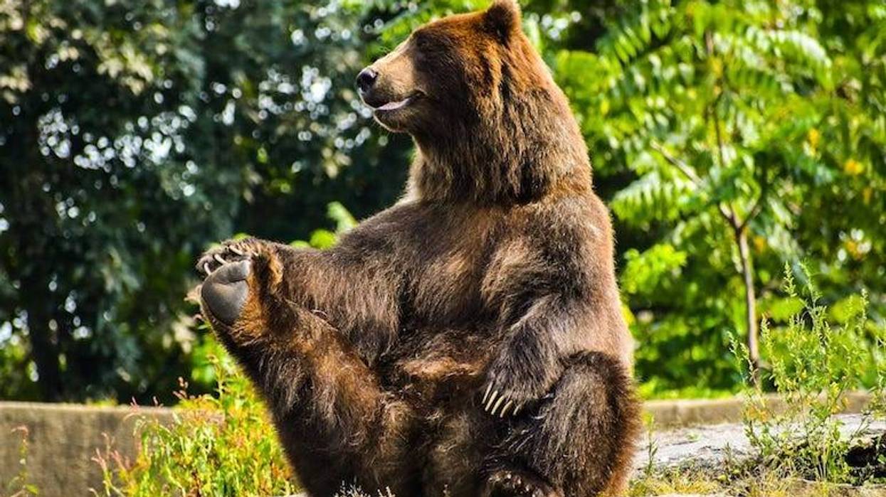Bear, Sitting Up, Rocks, Forest, Cute, Funny, Grizzly Bear, Stretch