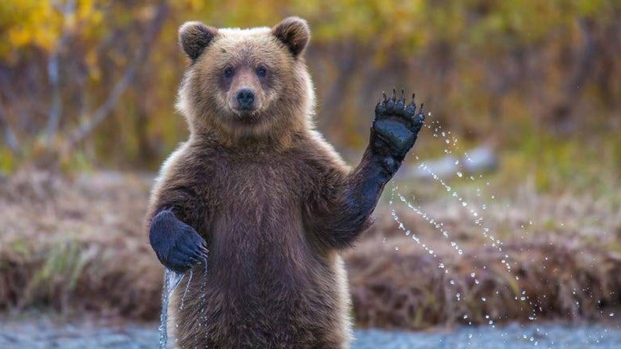 Bear wave