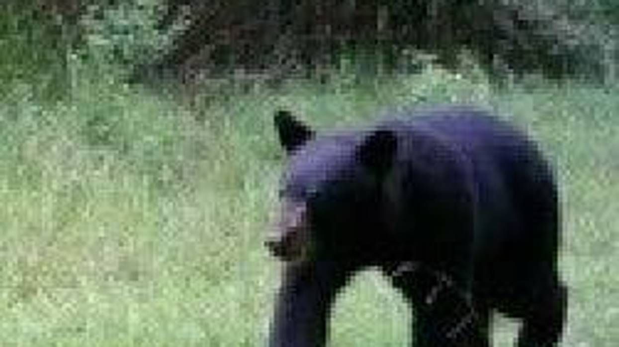 Bear