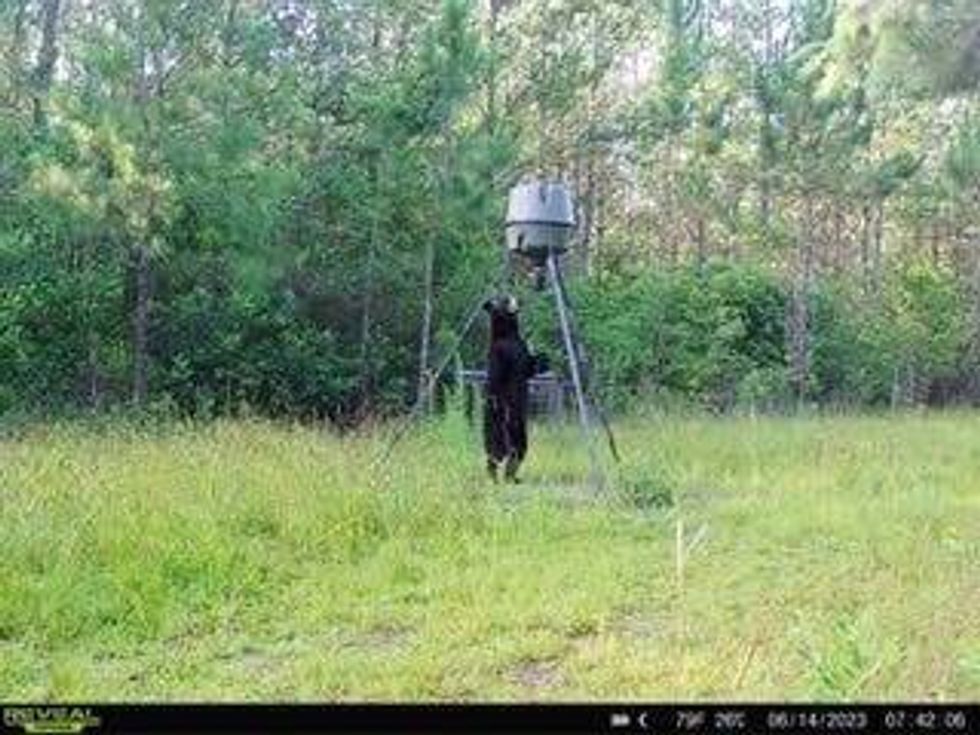 Bear