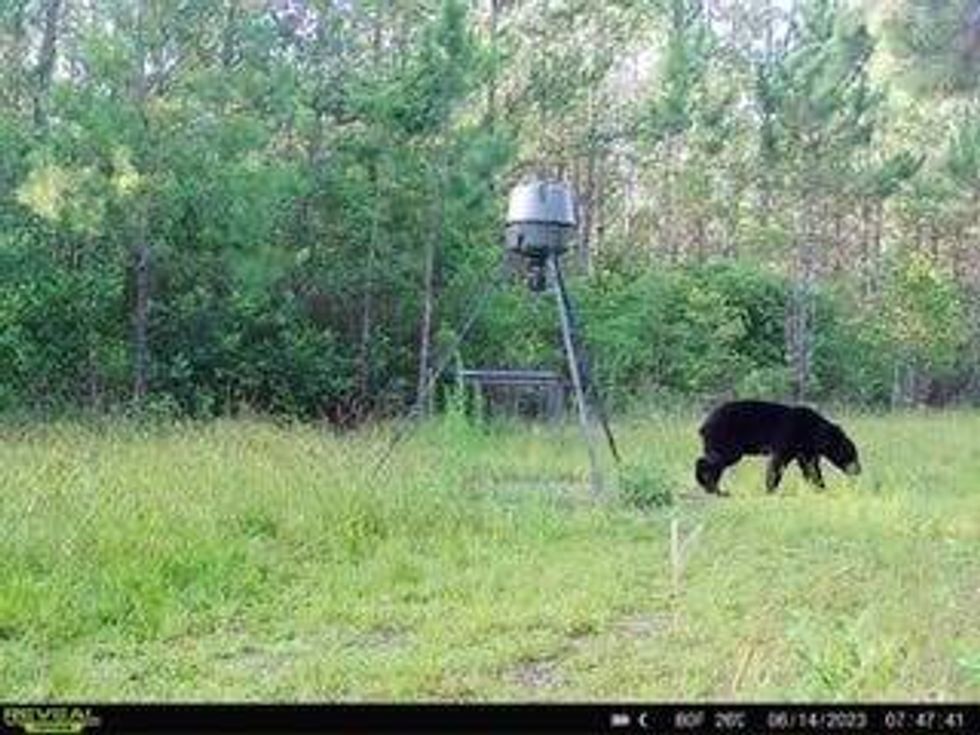 Bear