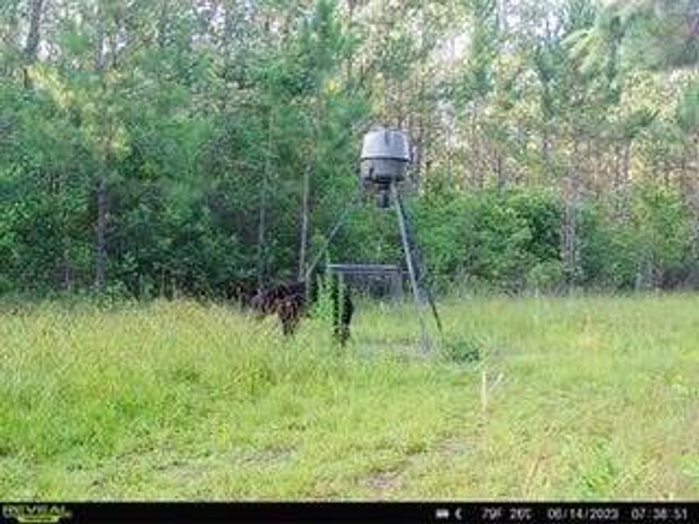 Bear