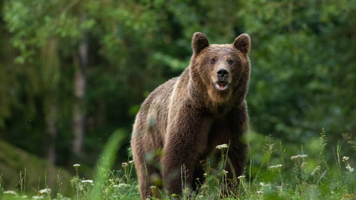 bear