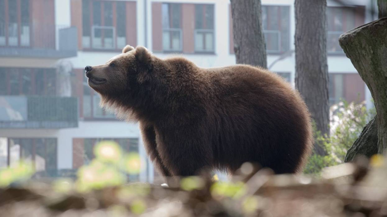 Bear