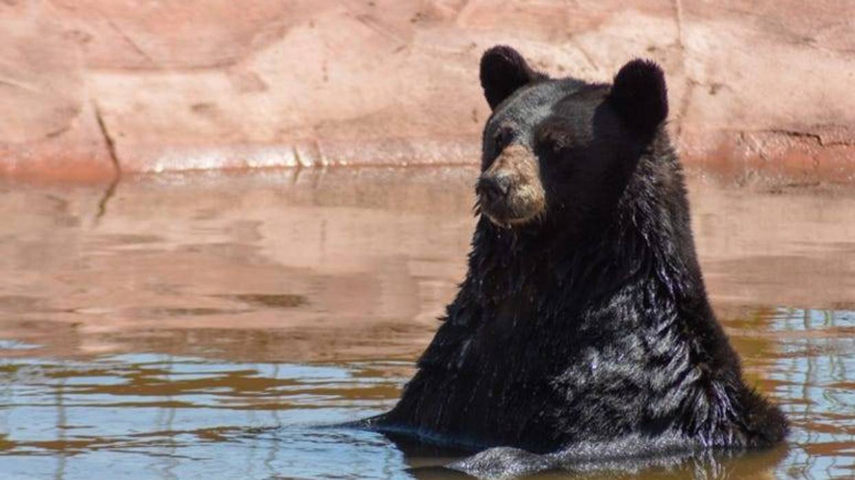 Bear