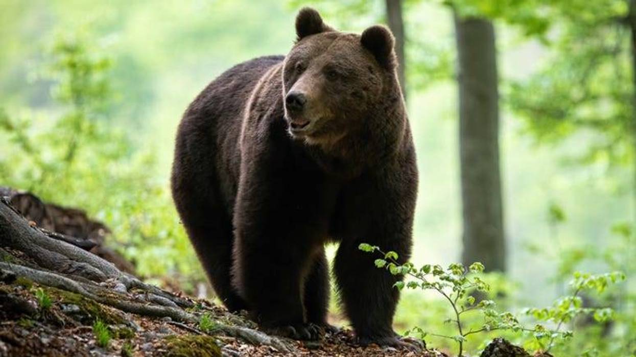 Bear