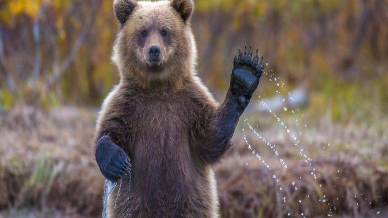 Bear