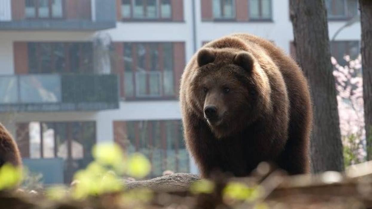 Bear
