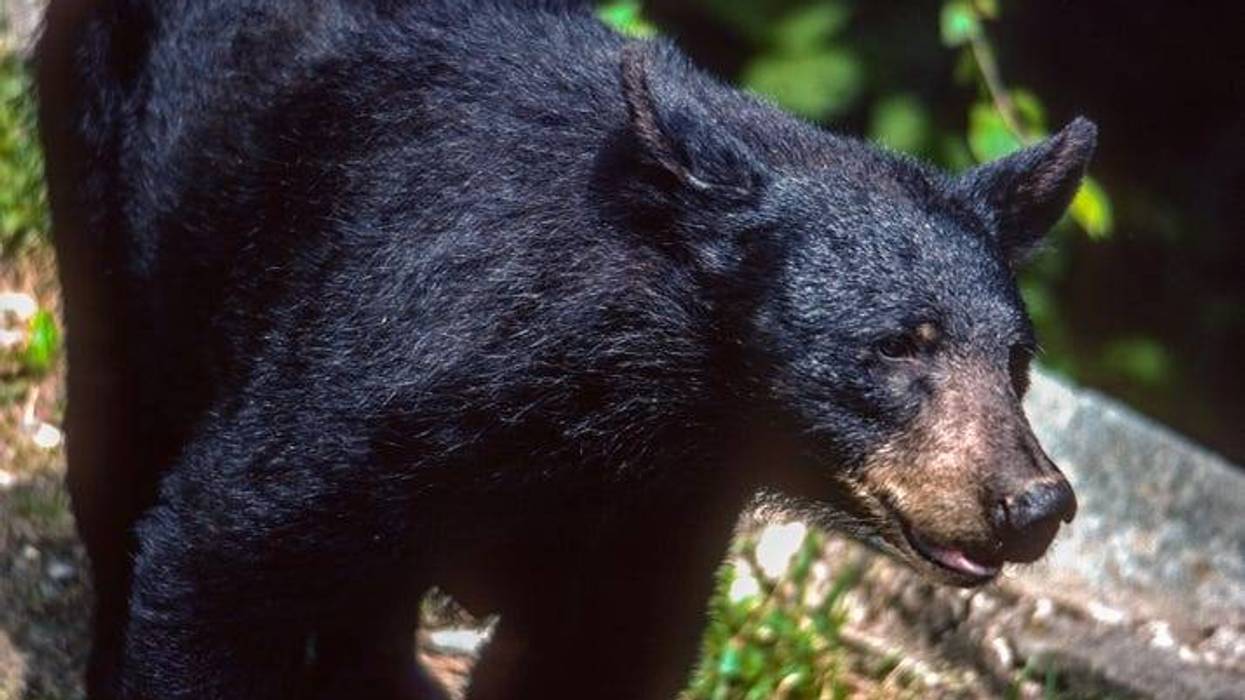 Bear