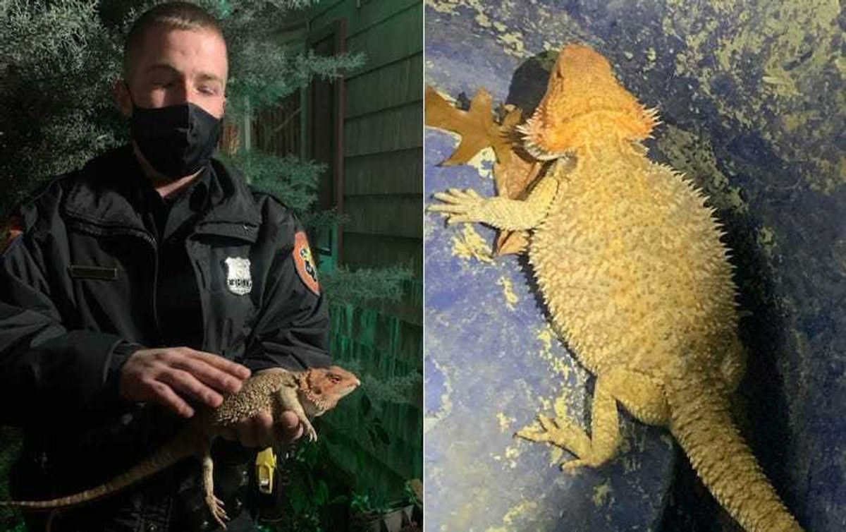 Bearded dragon found on Long Island