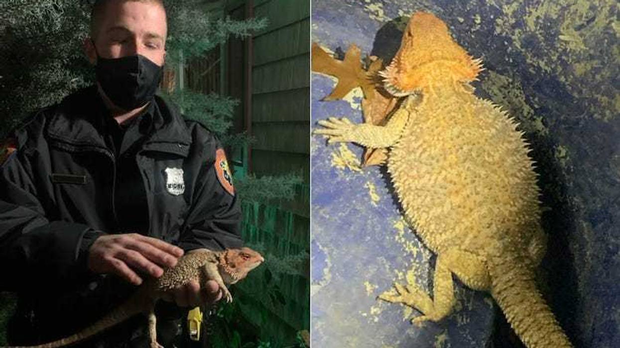 Bearded dragon found on Long Island