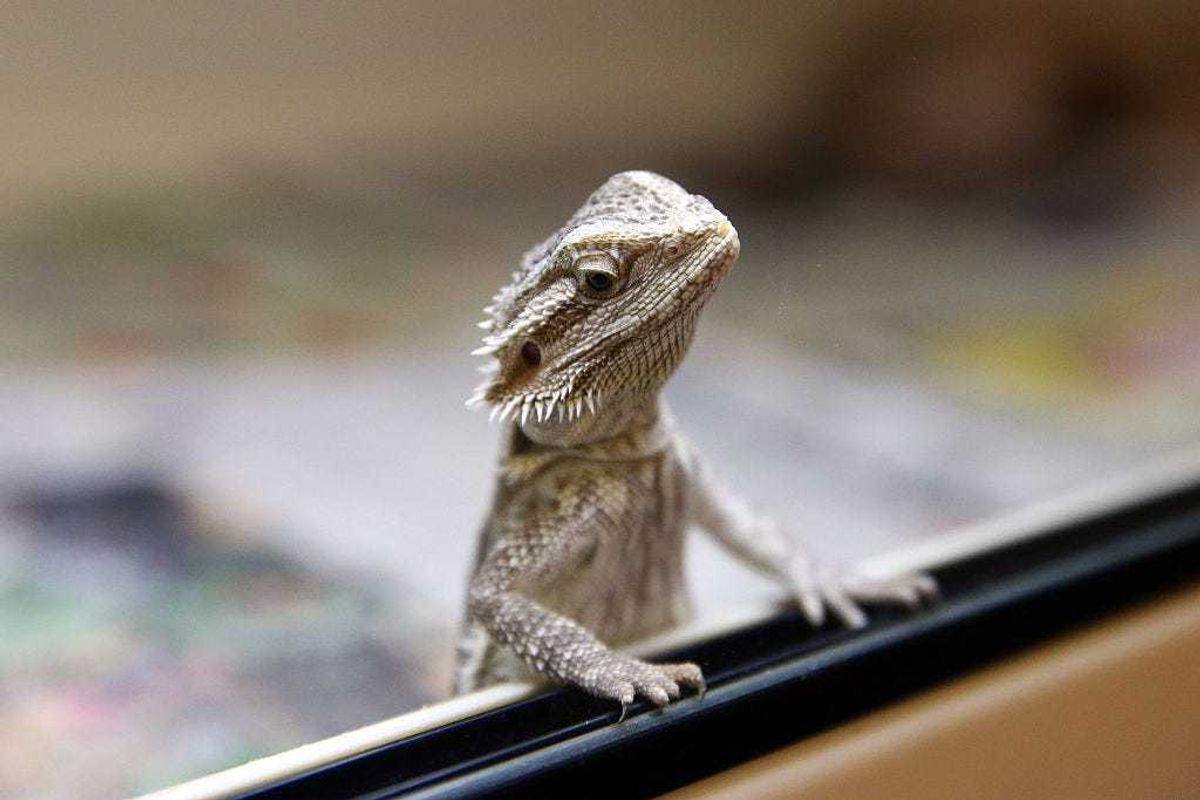 Bearded Dragon