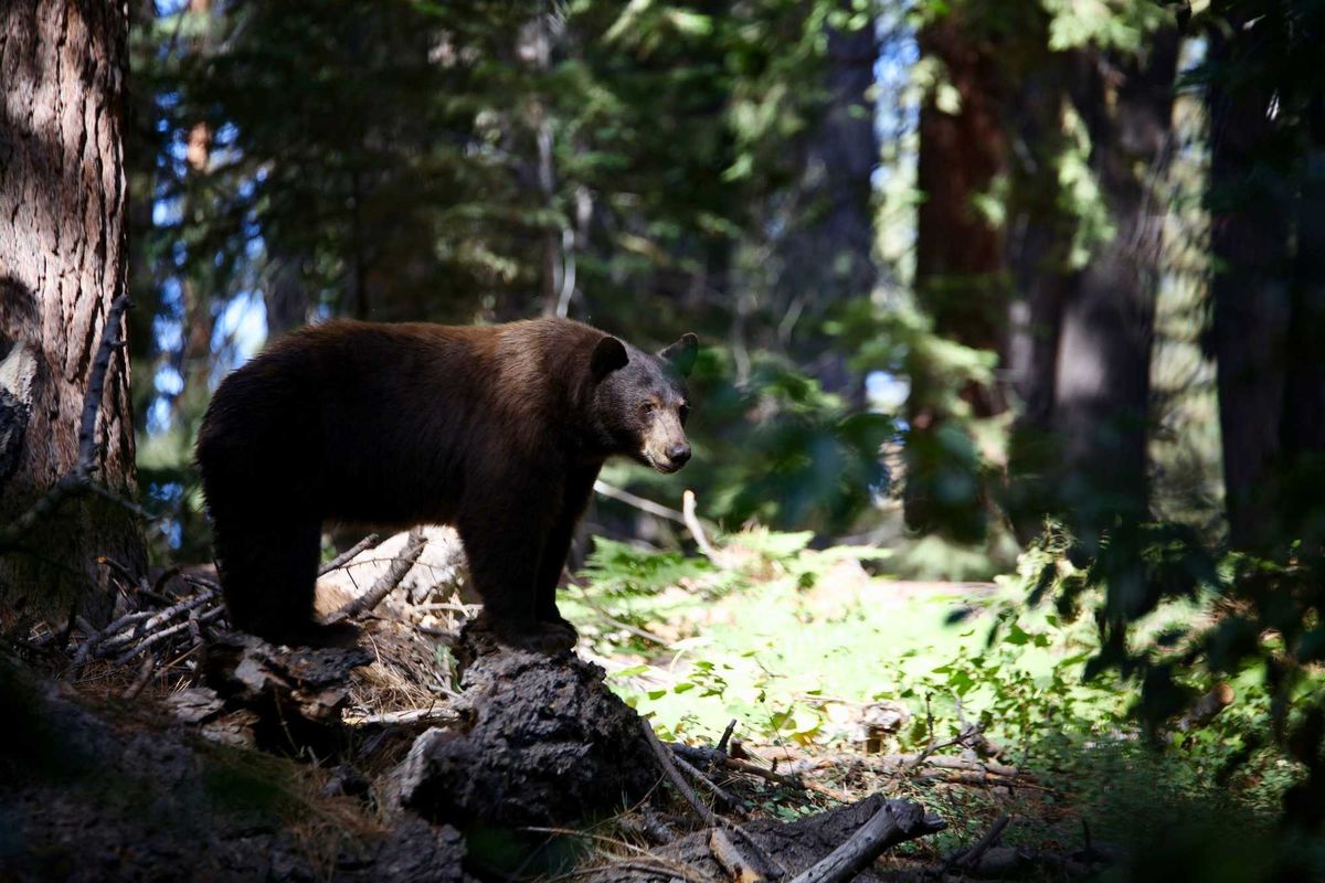 Bears have become bolder in the wake of the Caldor Fire in South Lake Tahoe.
