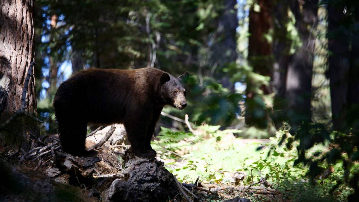 Bears have become bolder in the wake of the Caldor Fire in South Lake Tahoe.