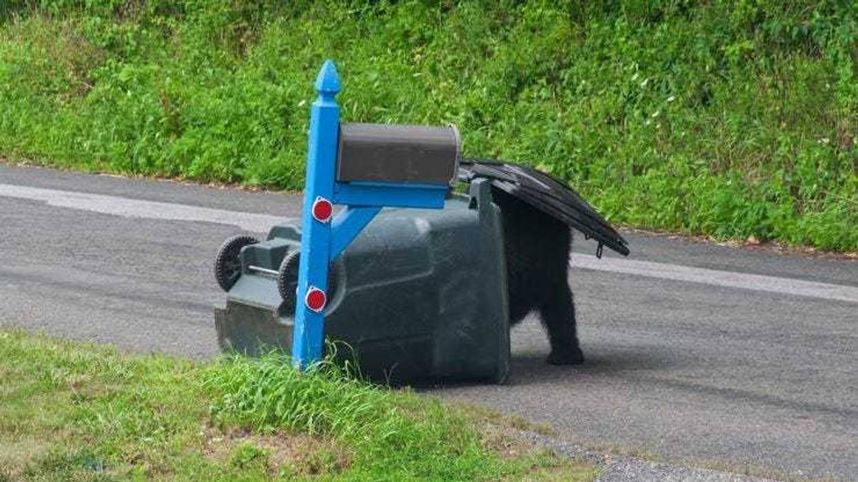 bears