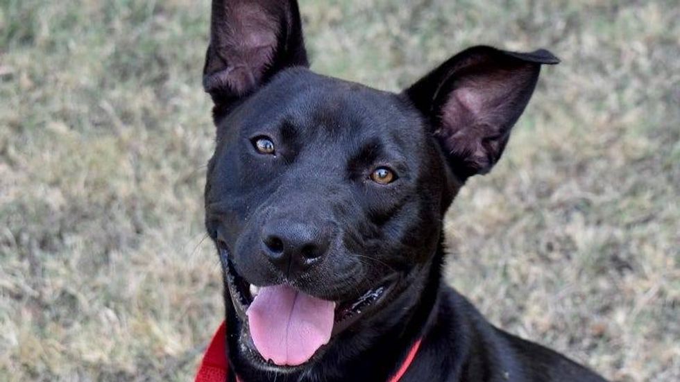 Beau @ Austin Humane Society 7/31/24