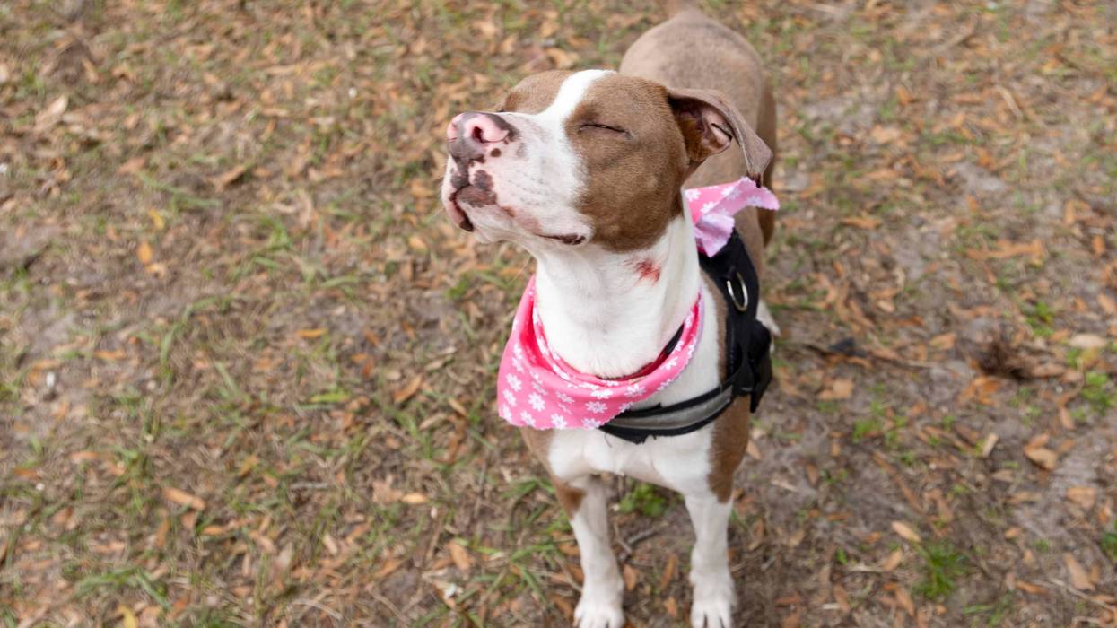 Beau-The Humane Society of North Central Florida