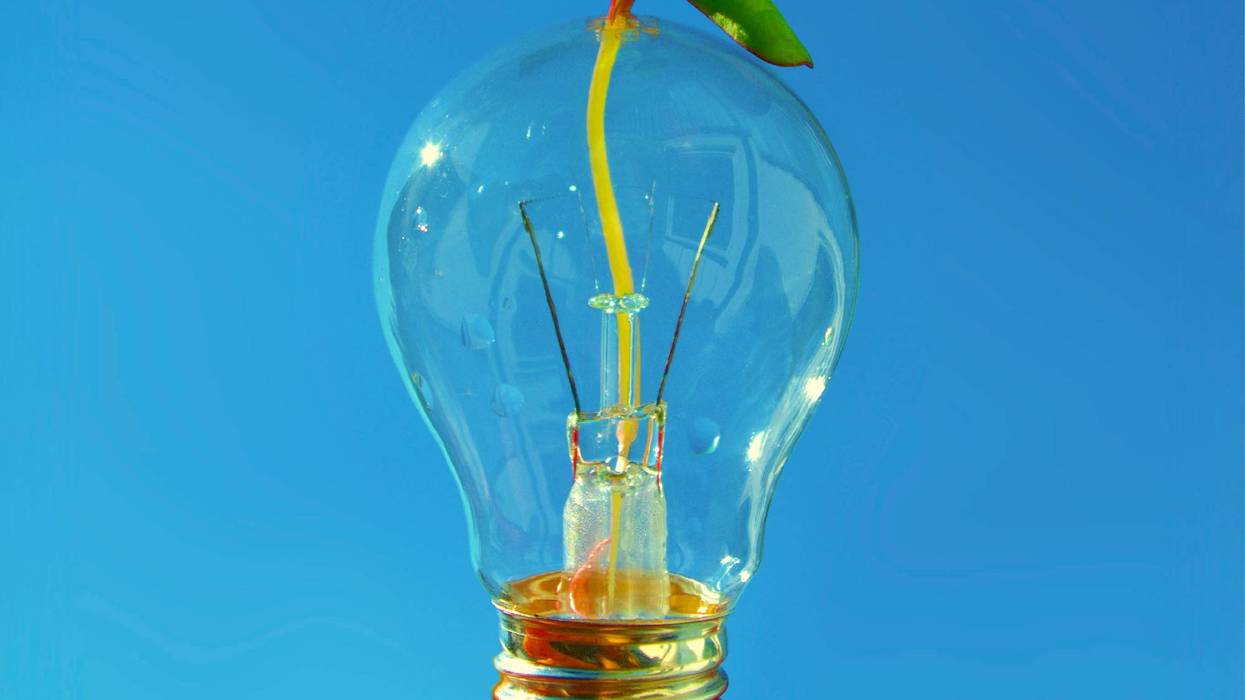 Beautiful colourful picture of lightbulb with growth coming through the glass. Blue background.