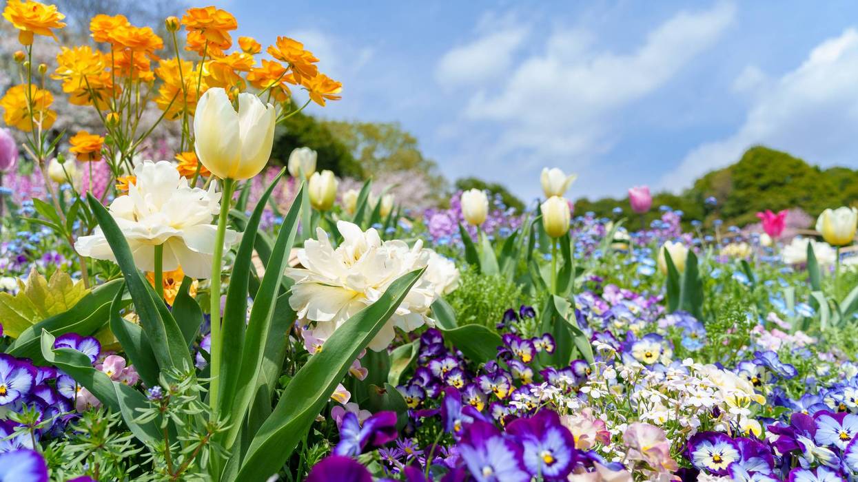 Beautiful flower garden scenery with a variety of flowers in bloom