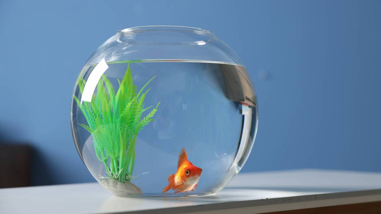 Beautiful goldfish in round aquarium on white table indoors