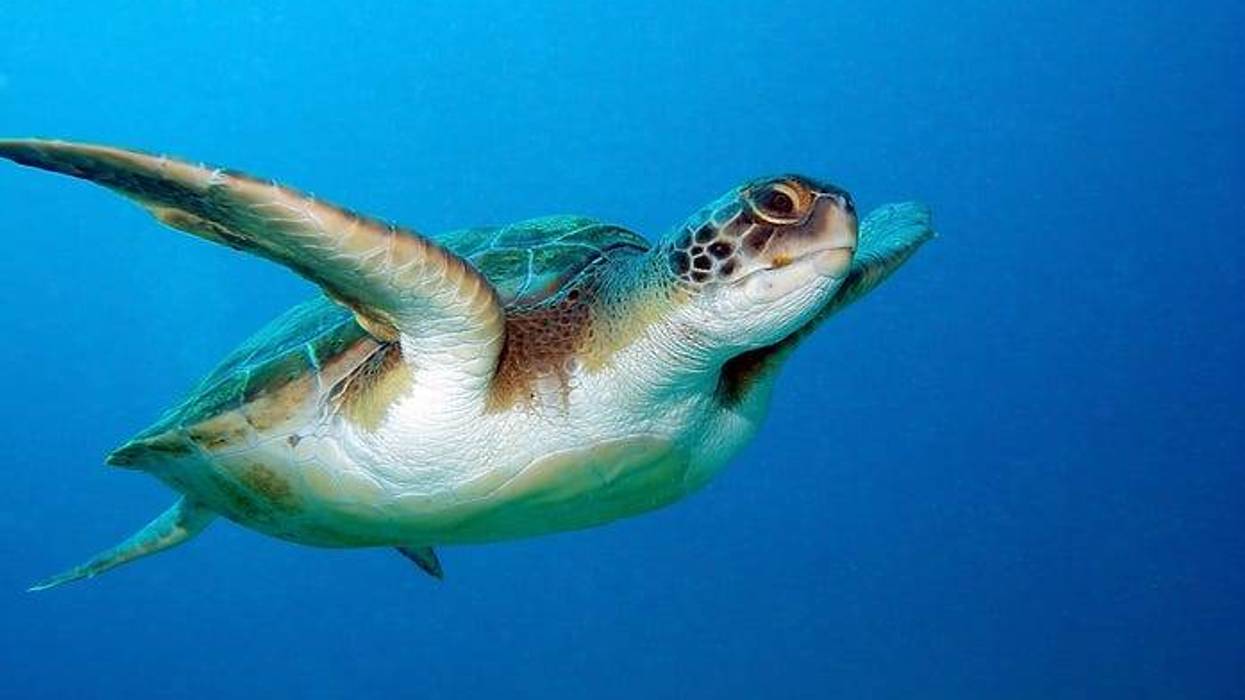 Beautiful green sea turtle going for a swim