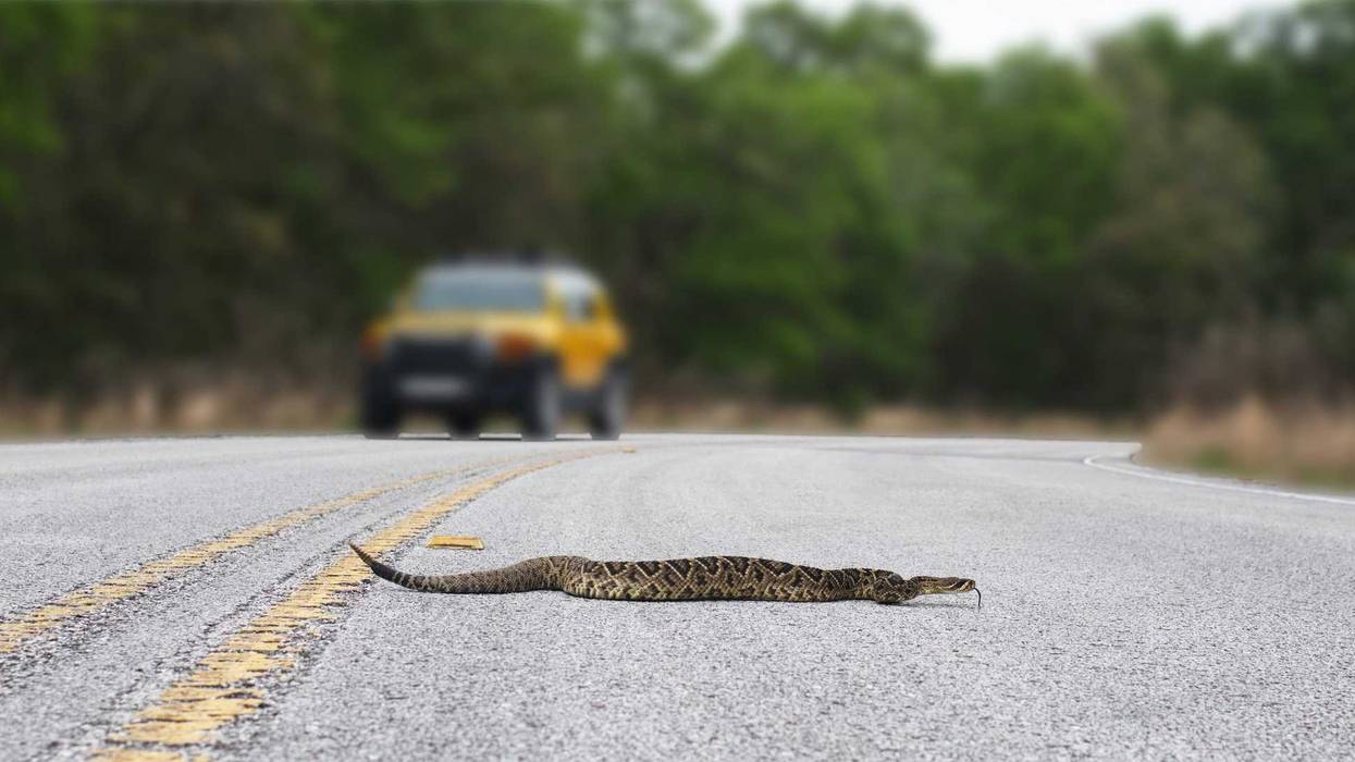 Beautiful rattlesnake crossing busy road with traffic on pavement or asphalt road. Eastern Diamondback rattler - adamanteus crotalus - long rattle and tongue out