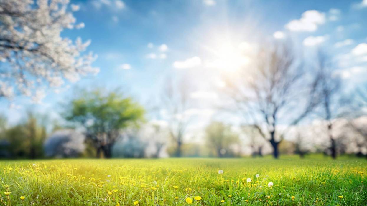 Beautiful spring landscape - a meadow illuminated by the bright sun.
