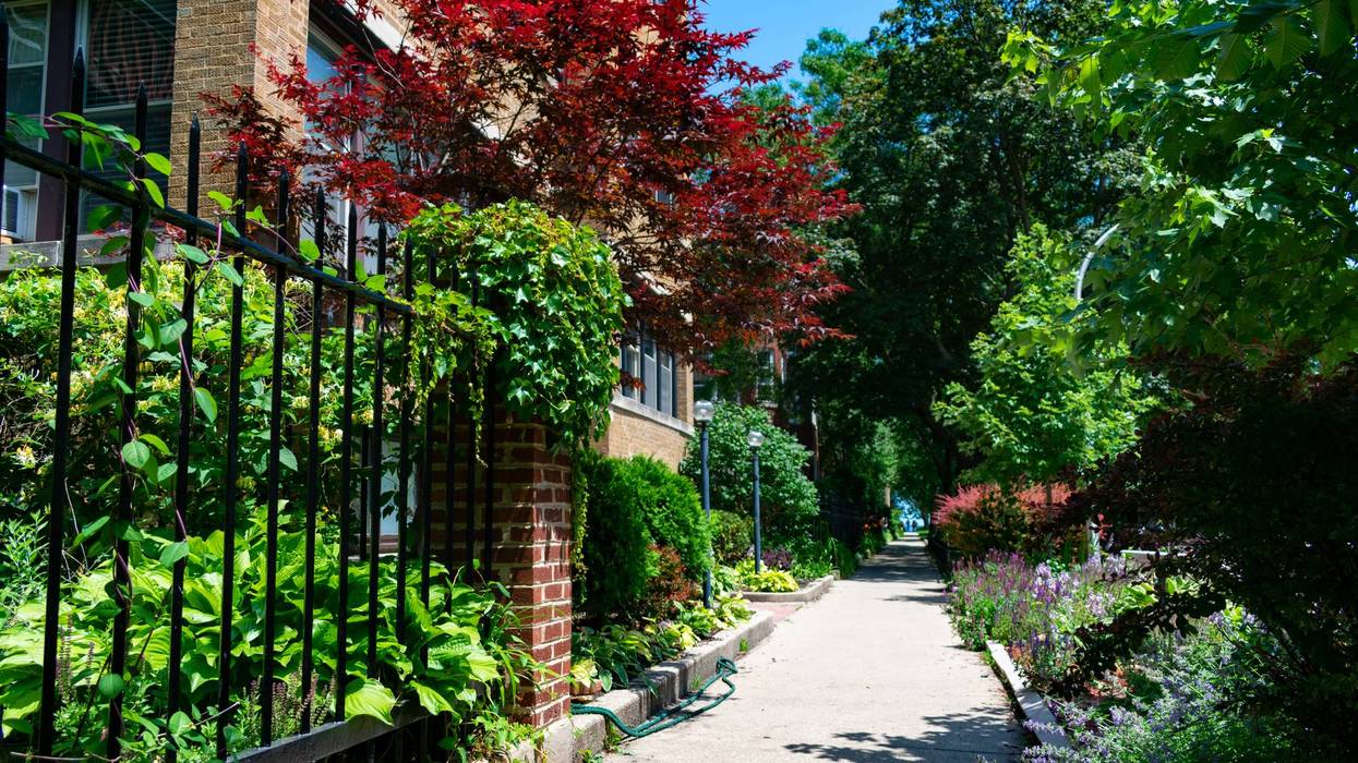 Beautiful Tree and Plant Lined Sidewalk with Residential Buildings in Rogers Park Chicago