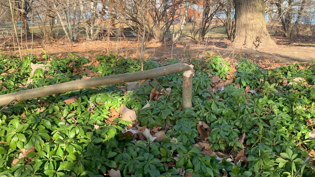 Beaver continues destroying Wilmette park