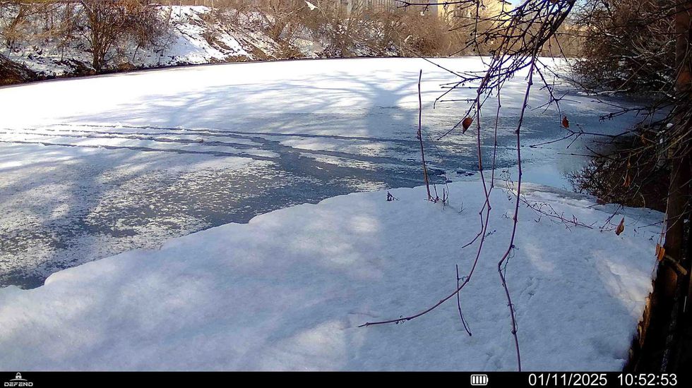 beaver tracks