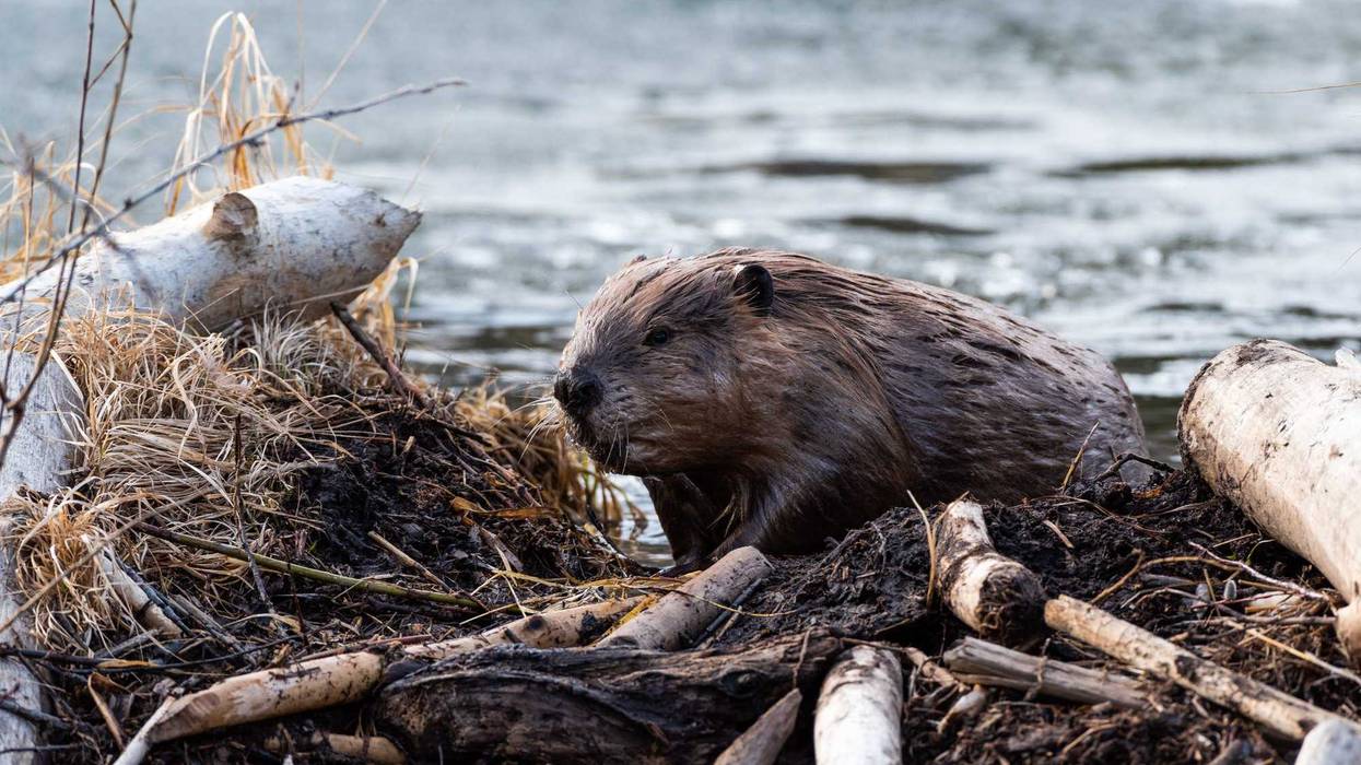 Beaver with dam