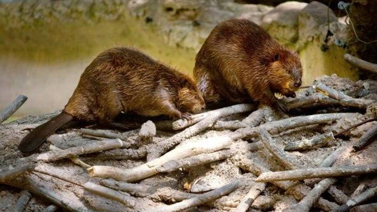 Beavers