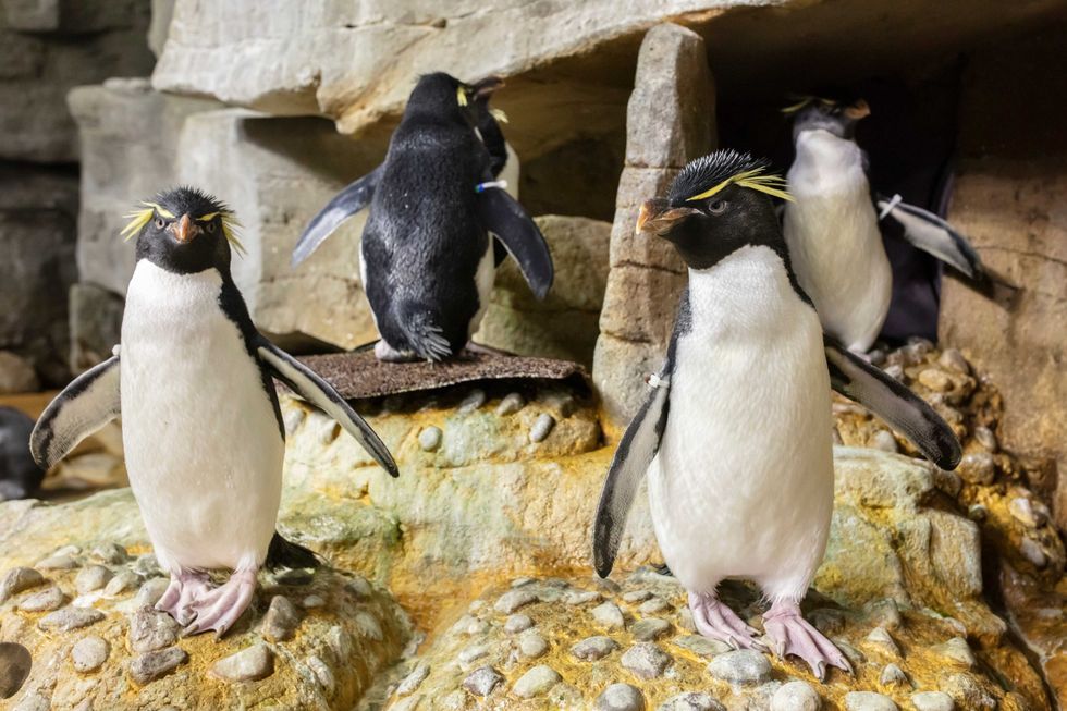 Because there were no humans roaming, Edward and Annie could freely explore the exhibits and visit other aquatic animals across the building.
