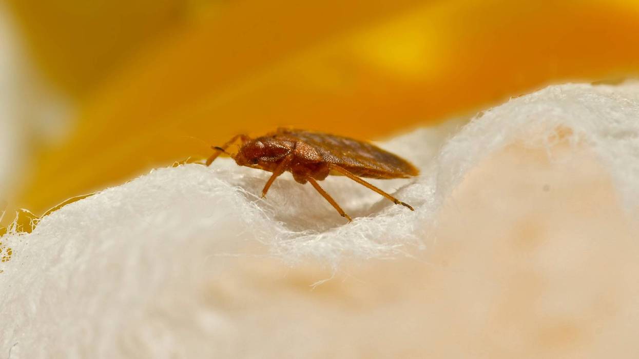 Bedbug