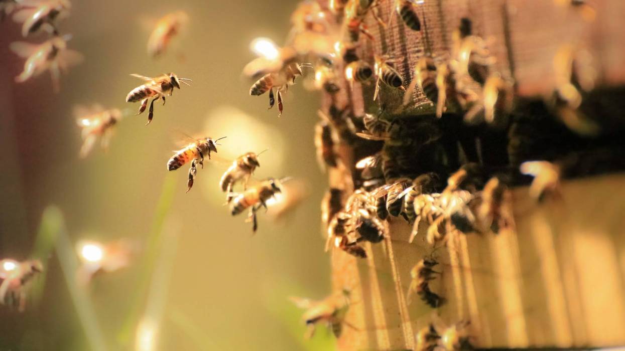 Bee Hive