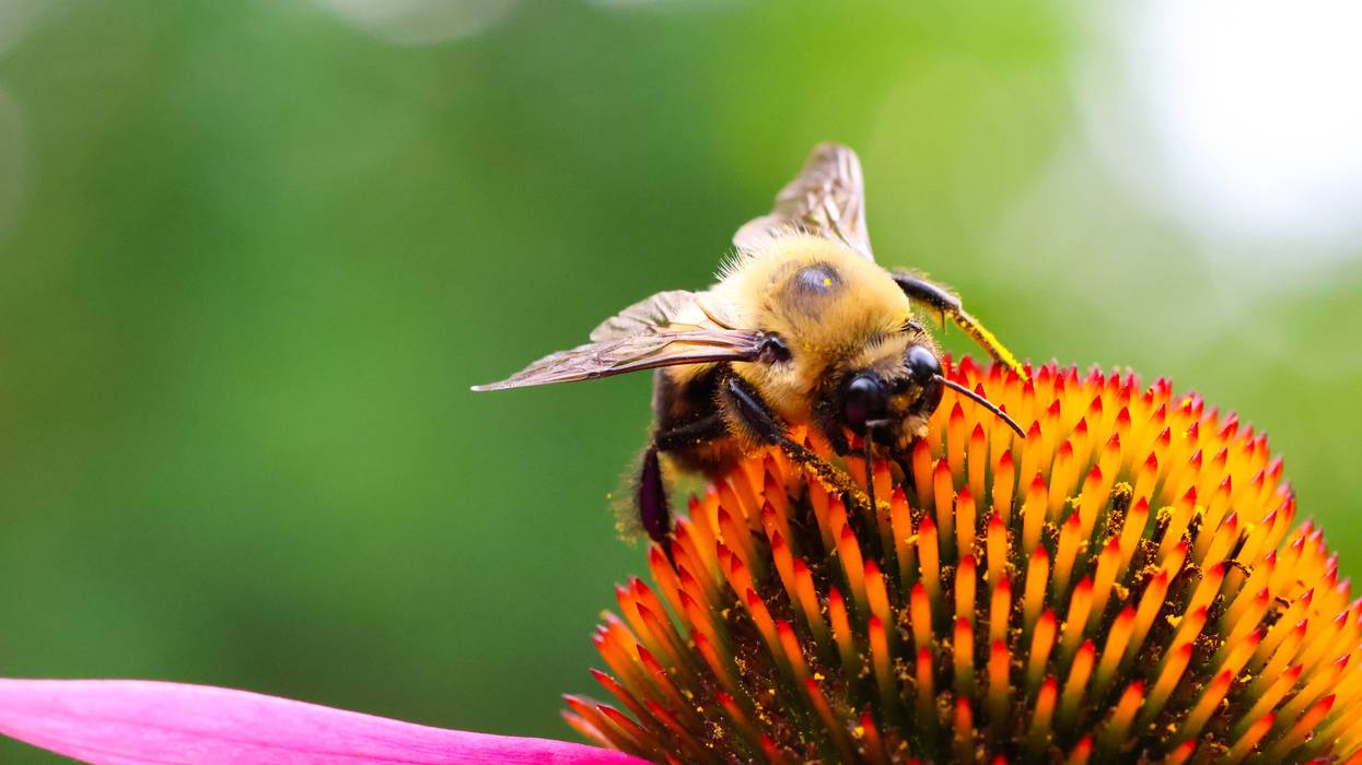 Bee pollinating a flower
