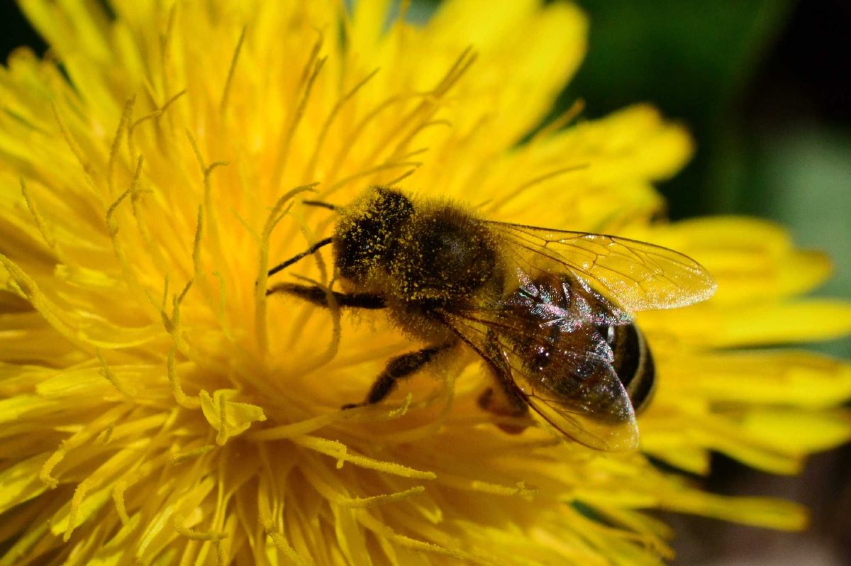 Bee pollinating flower