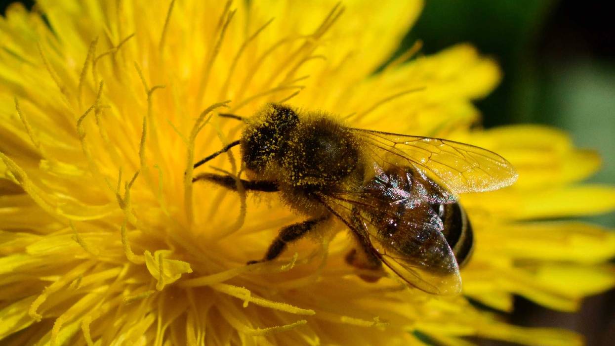 Bee pollinating flower