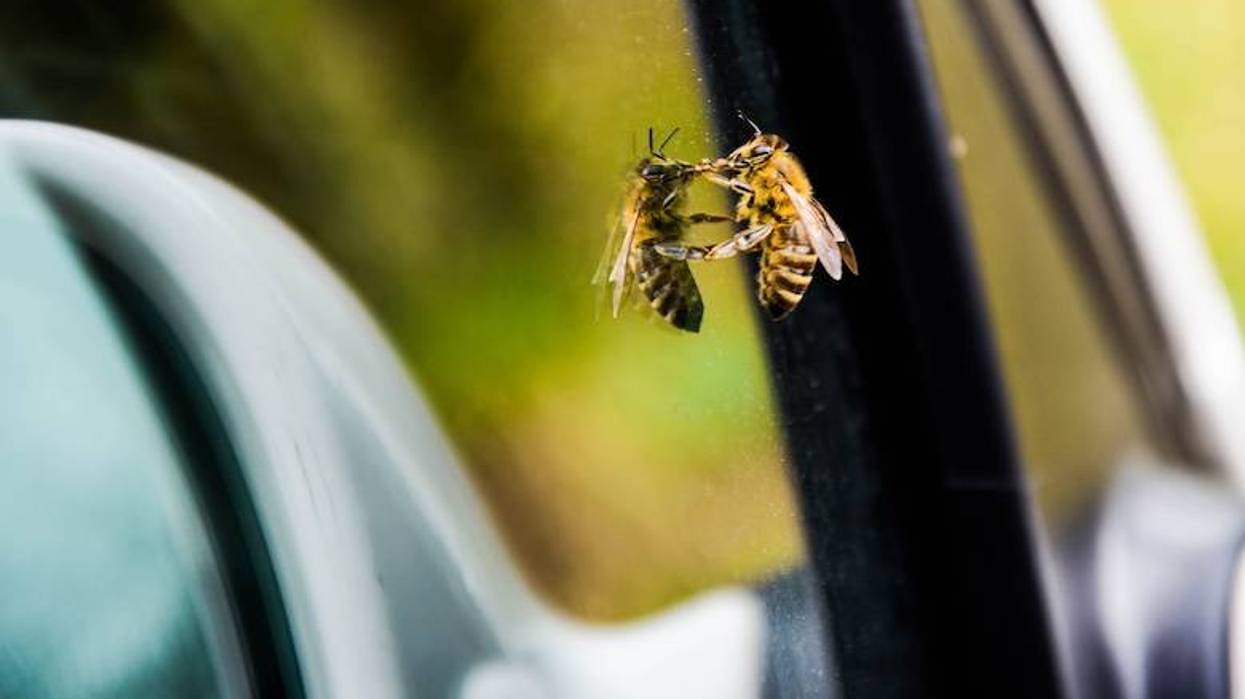 Large swarm of bees collects on car parked outside Globe Life Field before Rangers game