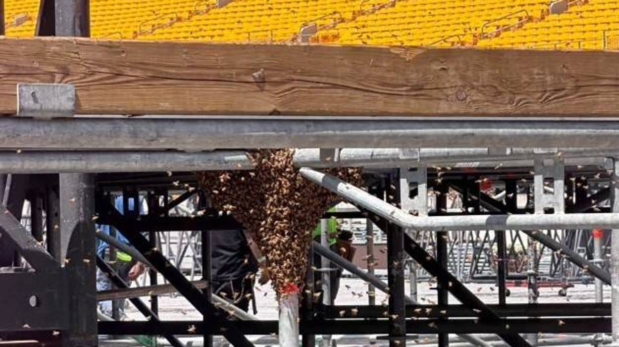 5-pound bee swarm takes over Morgan Wallen stage