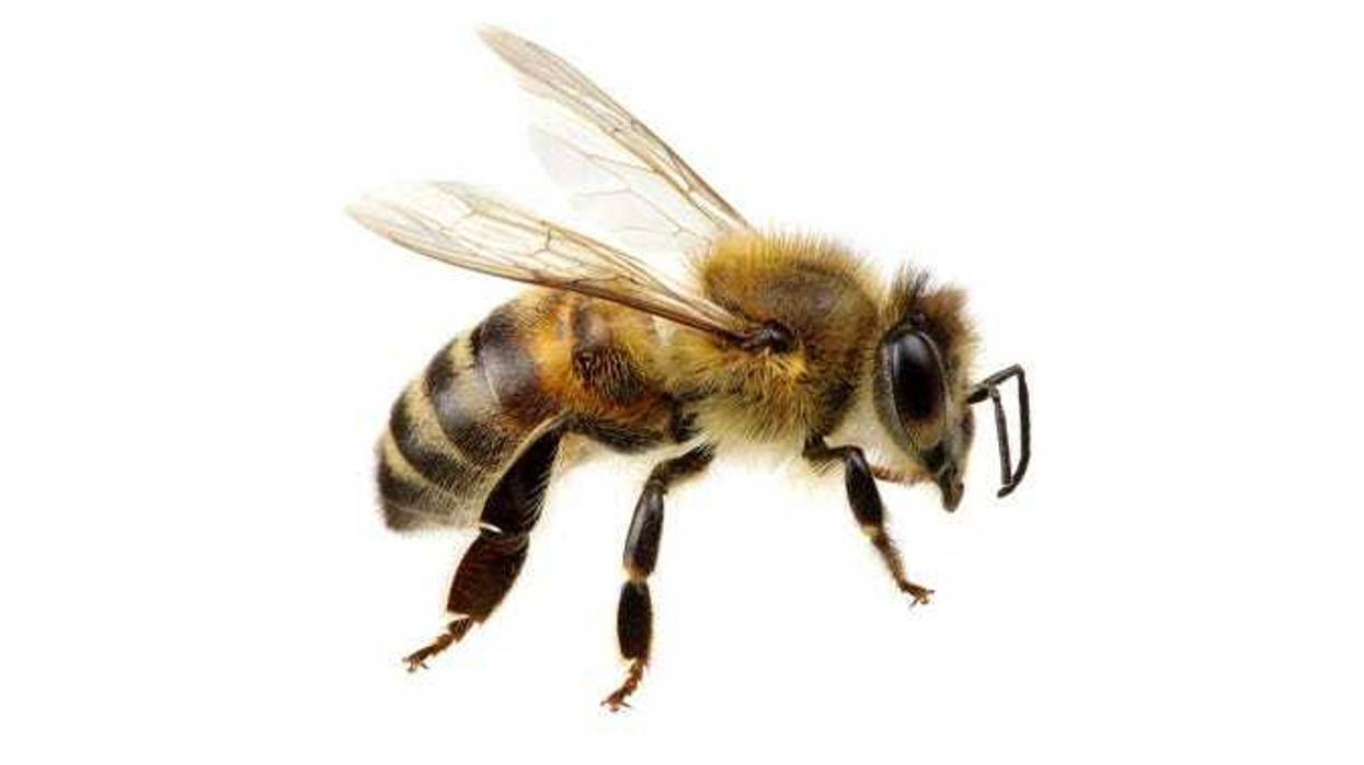 Bee