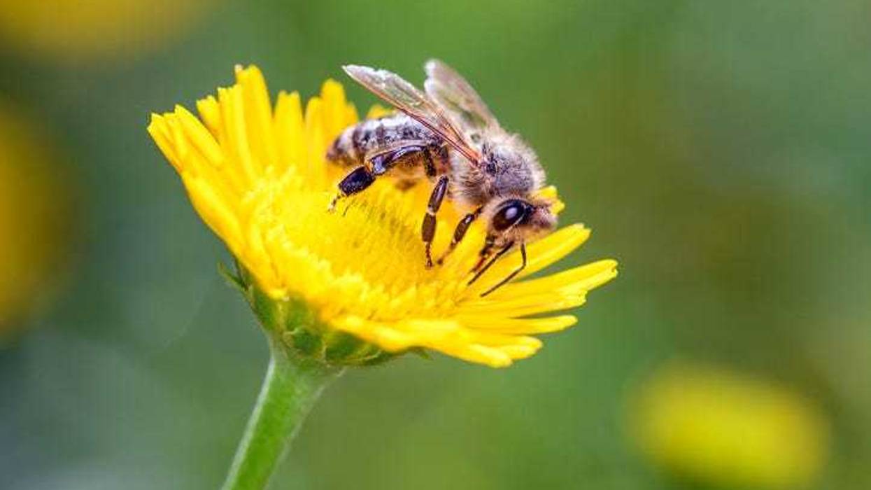 bee