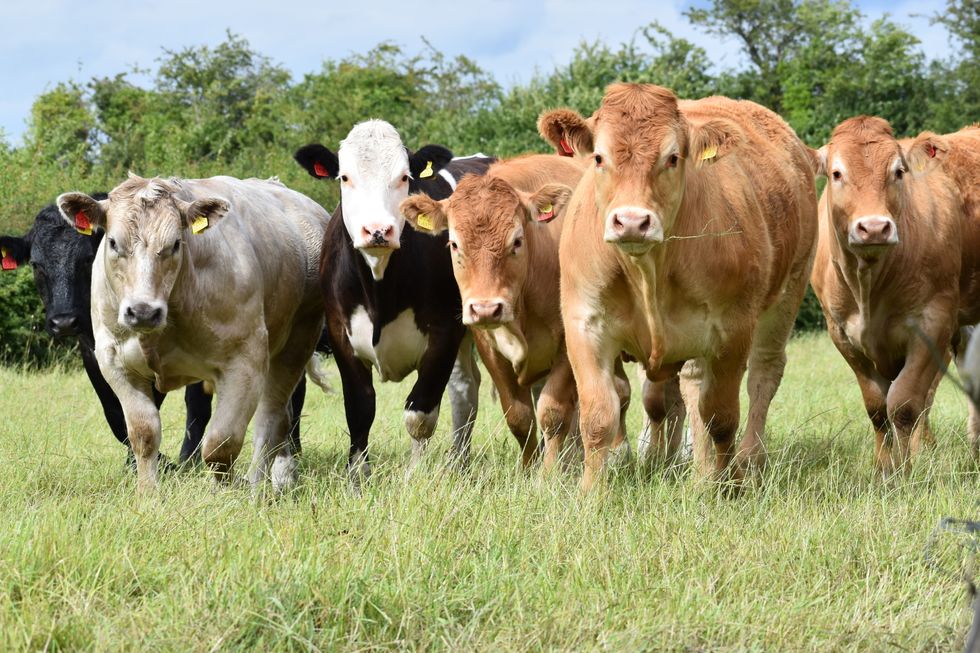 Illinois ranchers wary of Trump's beef processing plan