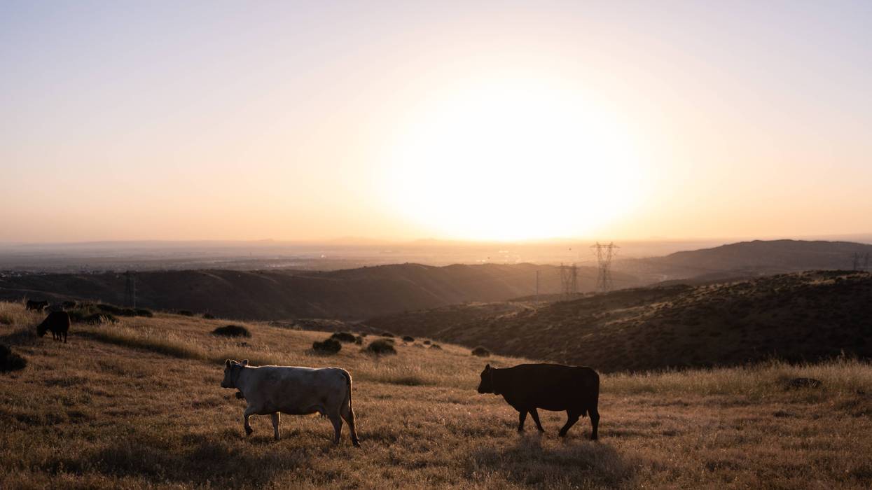 Beef Prices Ranchers 16