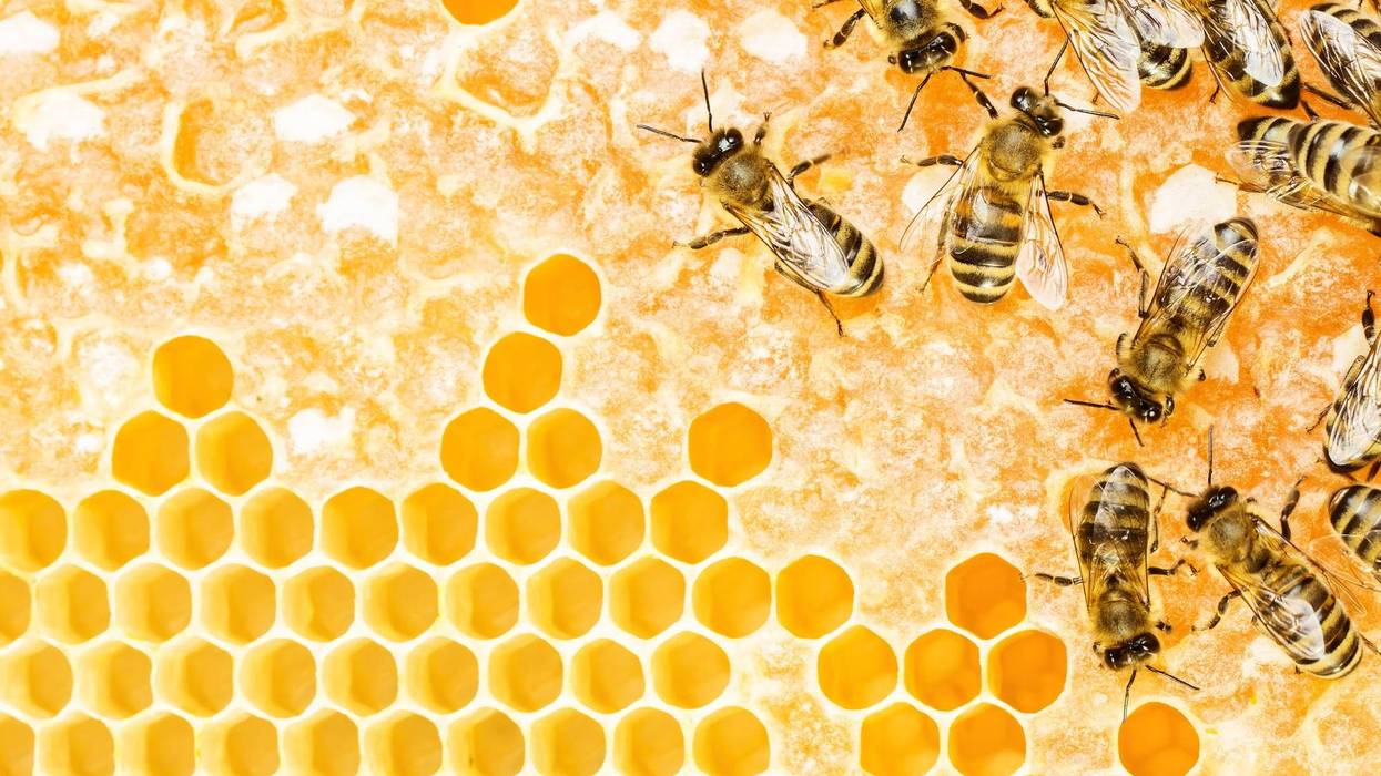 Beehive