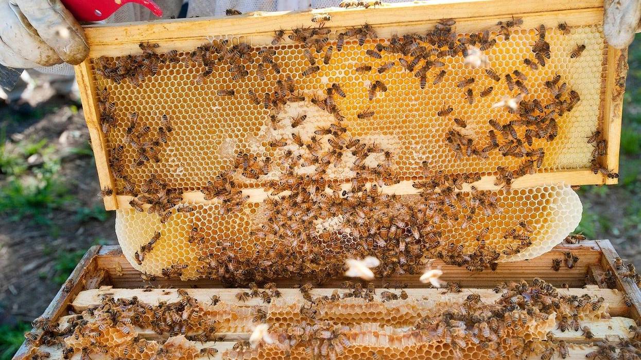 beekeeping
