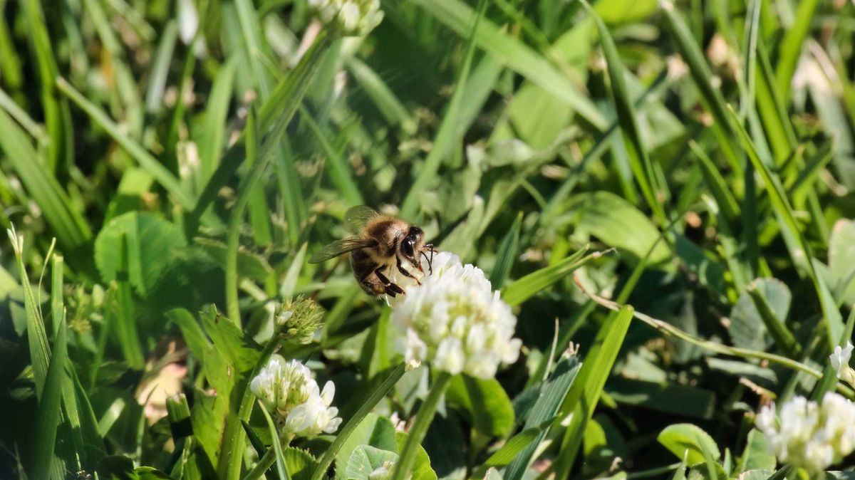 Bees, Butterflies, Pollinators, Lawn, University of Minnesota, No Mow May