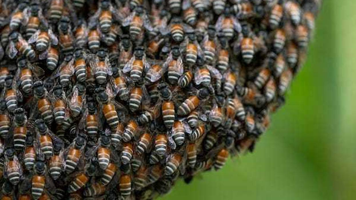 Bees gathered on a hive in a forest