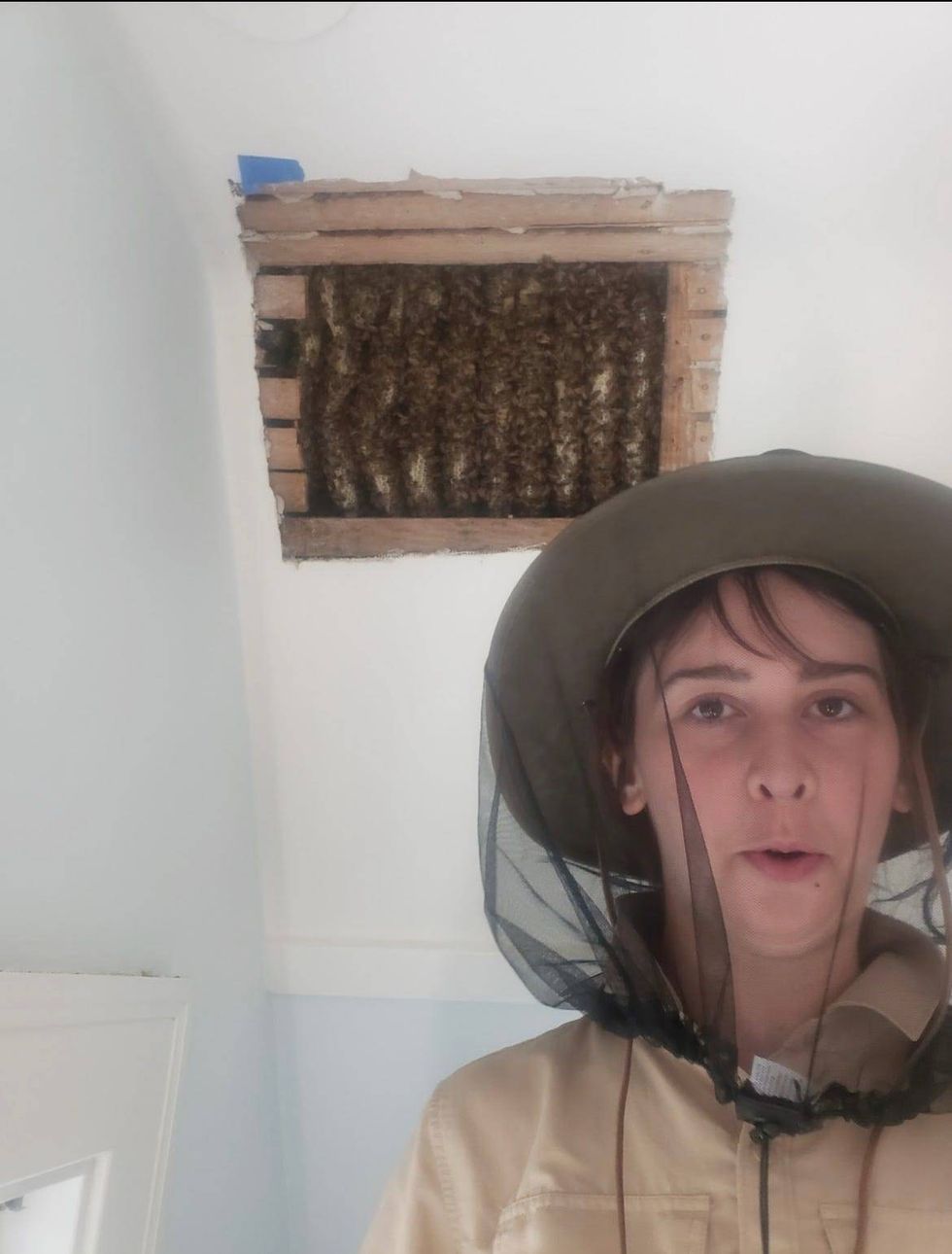 Bees in roof